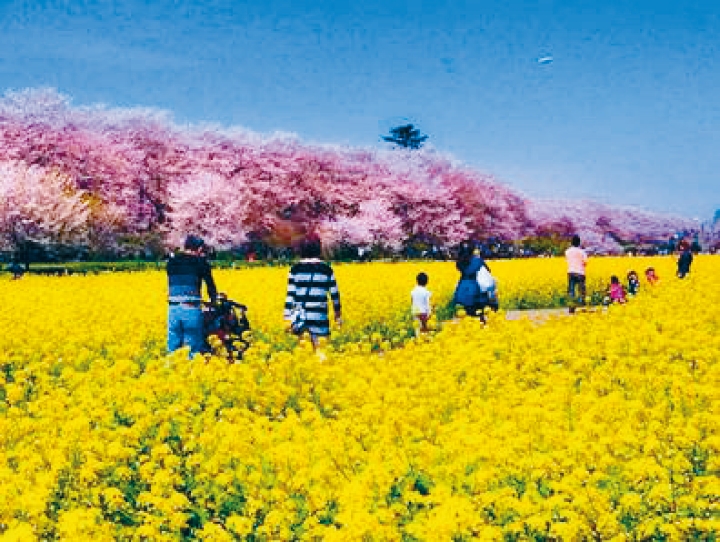埼玉縣幸手權現堂櫻堤，是個可同時賞到櫻花及油菜花盛開的地方。
