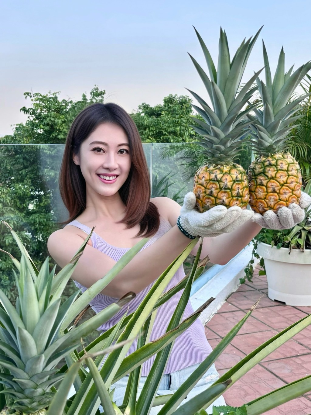 謝芷倫今年種出多個菠蘿。 謝芷倫今年種出多個菠蘿。