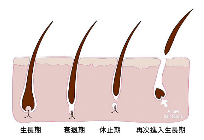 頭髮會經歷3個生長周期,體質變化會縮短頭髮生長周期,令頭髮過早脫落,導致脫髮增加。 頭髮會經歷3個生長周期,體質變化會縮短頭髮生長周期,令頭髮過早脫落,導致脫髮增加。