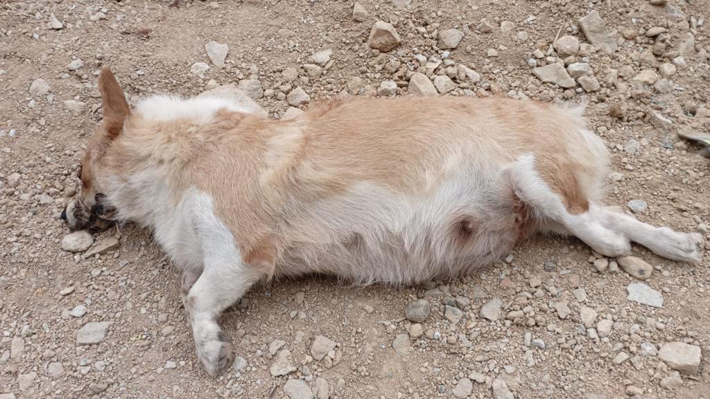 哥基犬伏尸在地盘外的烂地。香港动物报提供图片