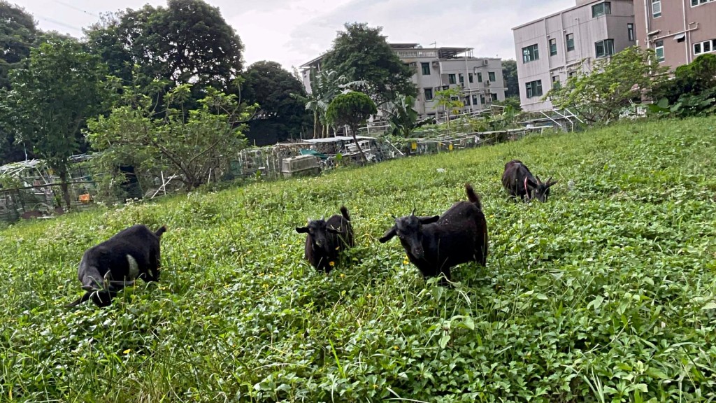 農場飼養多頭山羊。楊偉亨攝