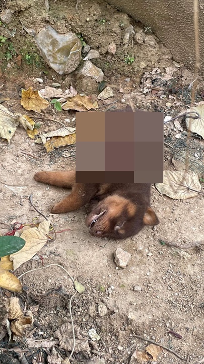 狗尸在上葵涌村休憩处被发现。Man Lau facebook图片