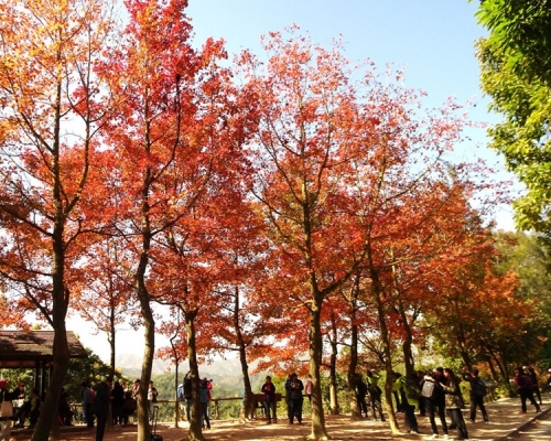 元朗大棠紅葉指數「極紅」。漁護署圖片