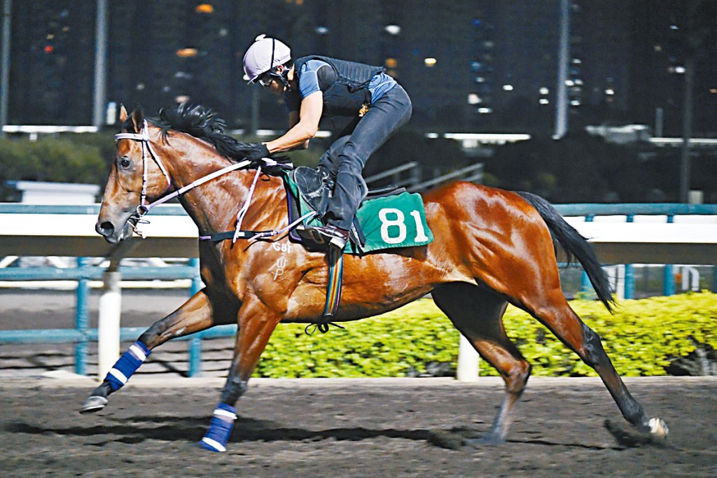 「风中劲松」马身收得壮展现出线条美，状态早在勇境。 