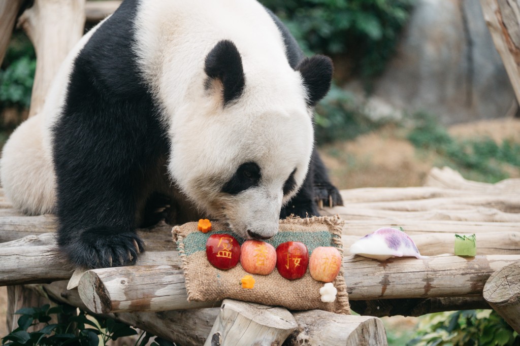 大熊貓盈盈享用開運賀年菜。