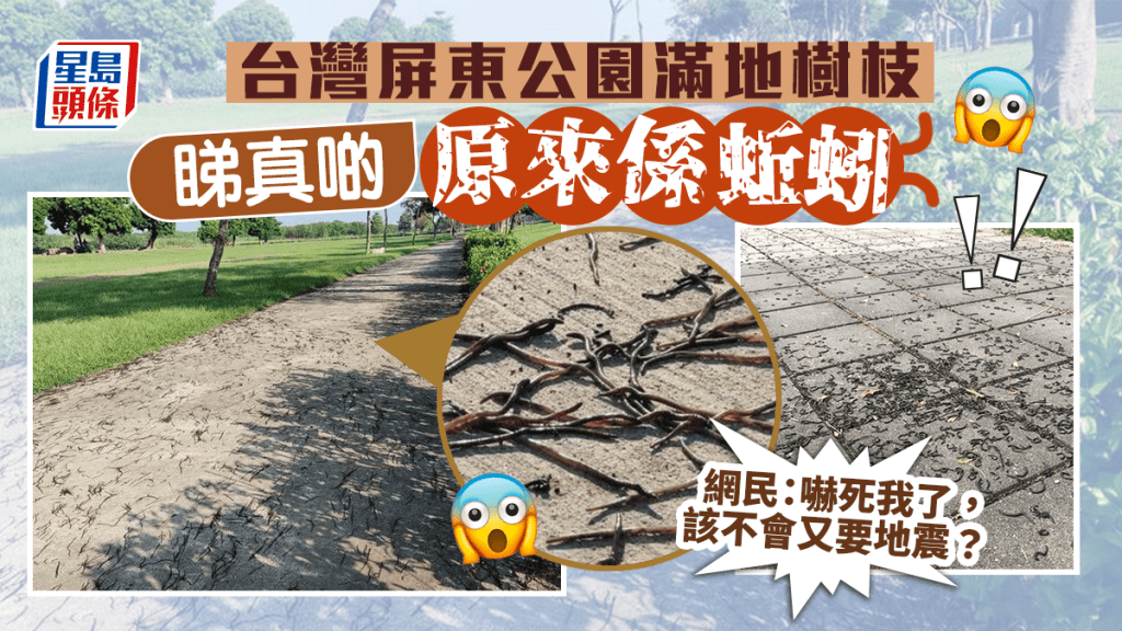 台灣屏東市公園上萬蚯蚓滿地蠕動,引發網民熱議。網圖