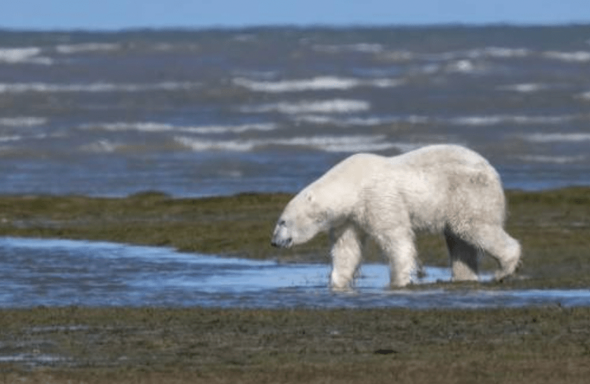 科學家發現北極熊正出現「基因層級」的快速突變，以適應環境。法新社資料圖片