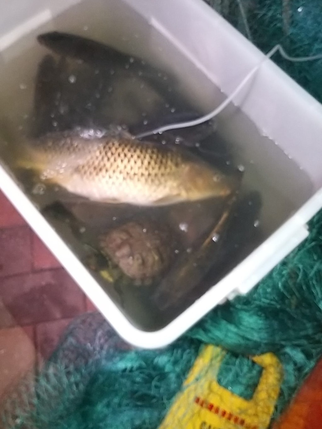 魚缸懷疑供氧泵出現問題，大批魚缺氧死亡。香港救援鳩鴿及雀鳥圖片