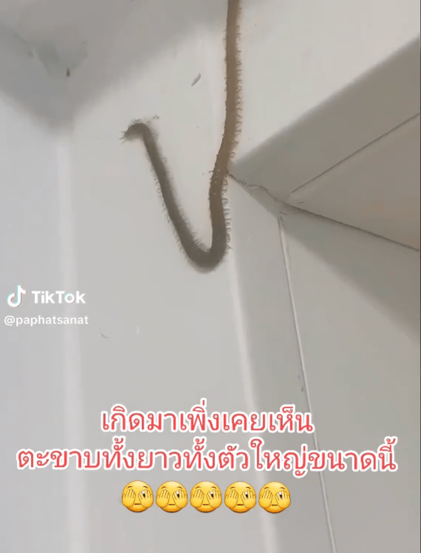 片中一隻形似蜈蚣的巨大生物在屋內天花板牆角上爬行，上百對蟲足不斷在郁動，型態相當嘔心。