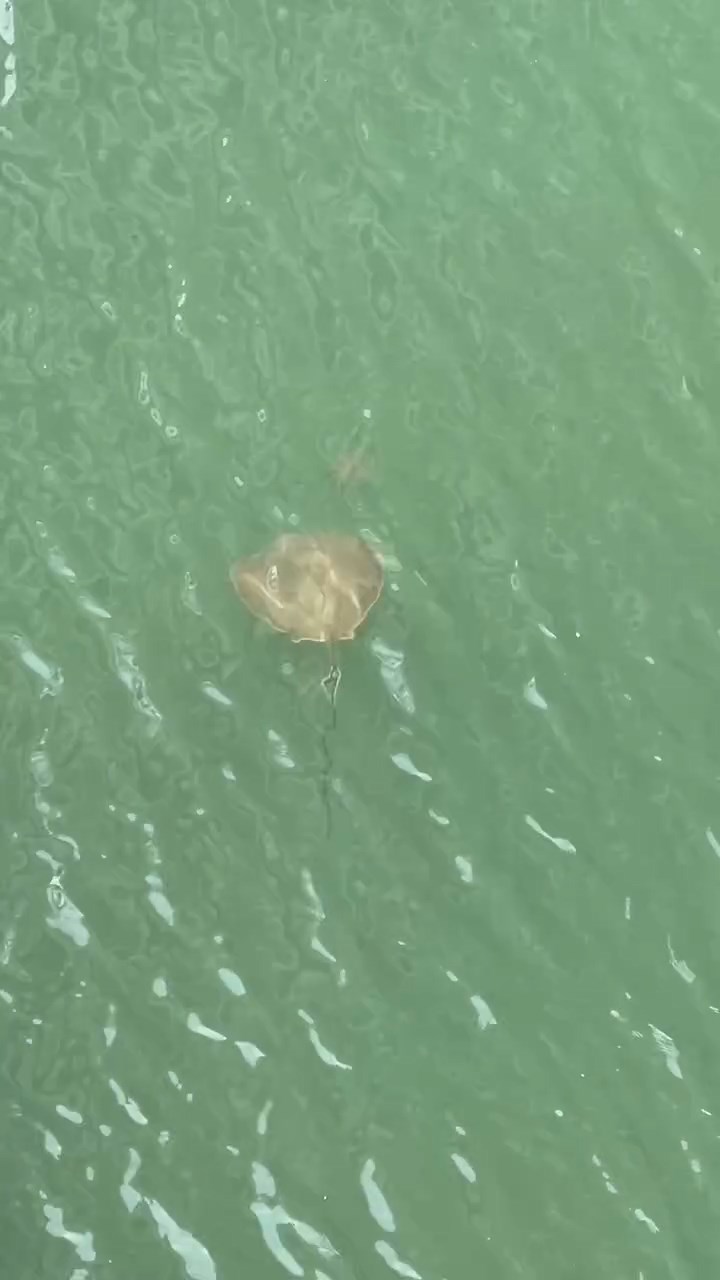 大埔林村河今日有魔鬼魚出沒。網上片段截圖 大埔林村河今日有魔鬼魚出沒。網上片段截圖