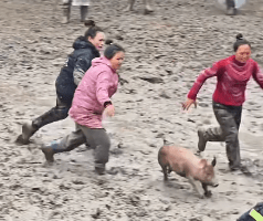 貴州一村舉辦「抓豬比賽」引起網友關注。鳳凰資訊 貴州一村舉辦「抓豬比賽」引起網友關注。鳳凰資訊