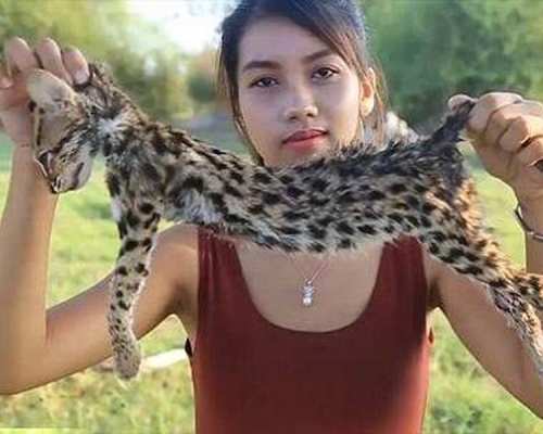 柬埔寨網紅夫妻製作了一片將瀕臨滅絕的捕魚貓剝皮的短片。（網圖）