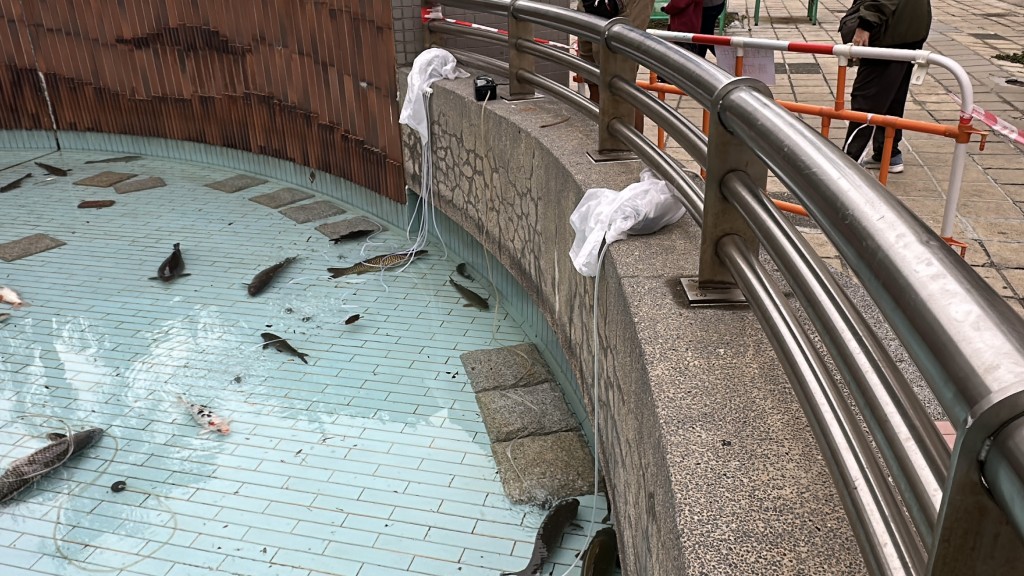 部分魚搬去另一原本養龜的水池暫養。劉漢權攝