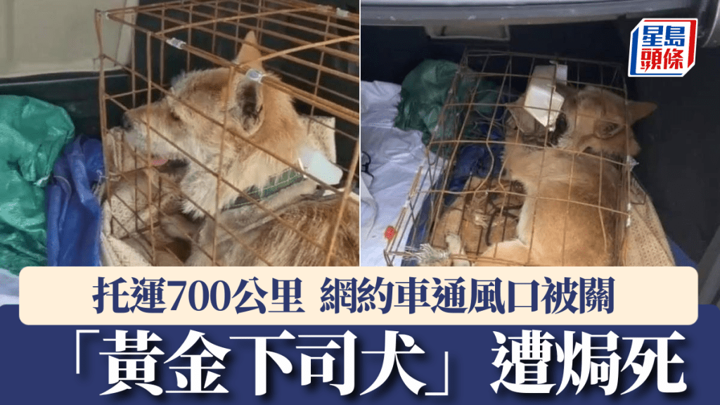 被指是中華獵犬之王的「黃金下司犬」在網約車內被焗死。紅星新聞