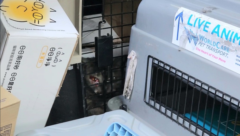 愛協將貓貓帶走治理。黃文威攝 愛協將貓貓帶走治理。黃文威攝