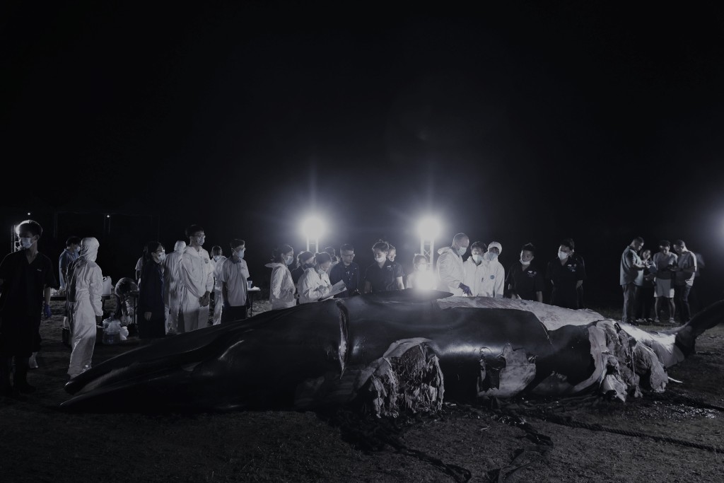 当局将鲸尸拖往万宜水库西坝岸边。海洋公园图片