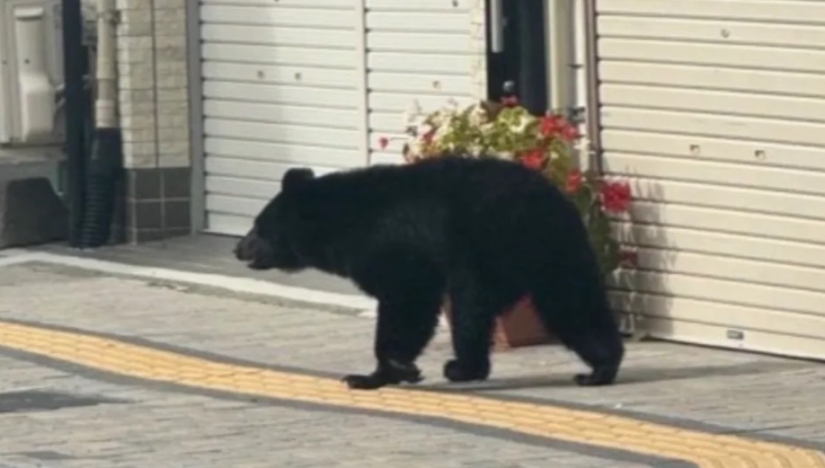 甚至有大量熊隻出現在鬧市、車站、公園、超市、民居等案例，十分驚人！