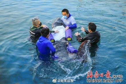 救援人员努力救助拦搁浅的鲸鱼。