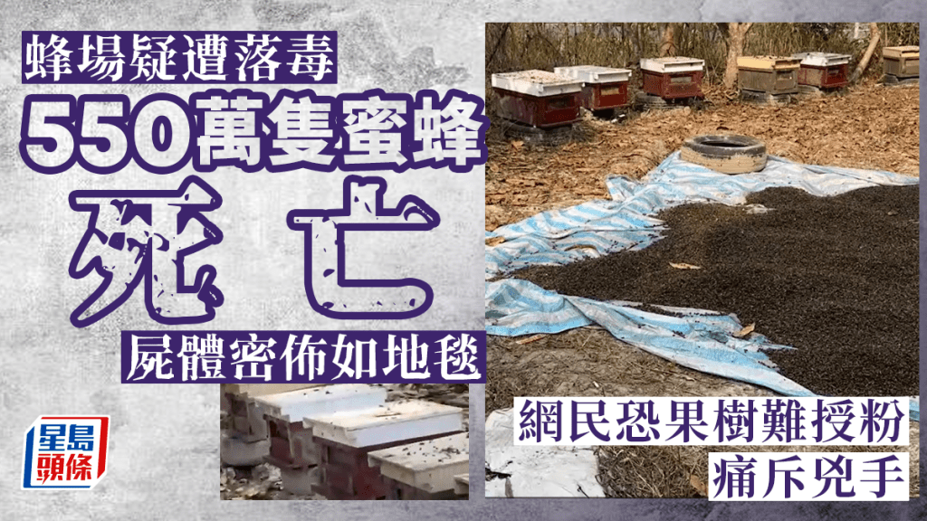 550萬隻蜜蜂被人毒死屍橫遍地。