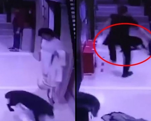 男子怕大黑犬傷害懷孕妻子,踢腳驅趕卻惹愛狗人士批評,表示無奈。(網圖)