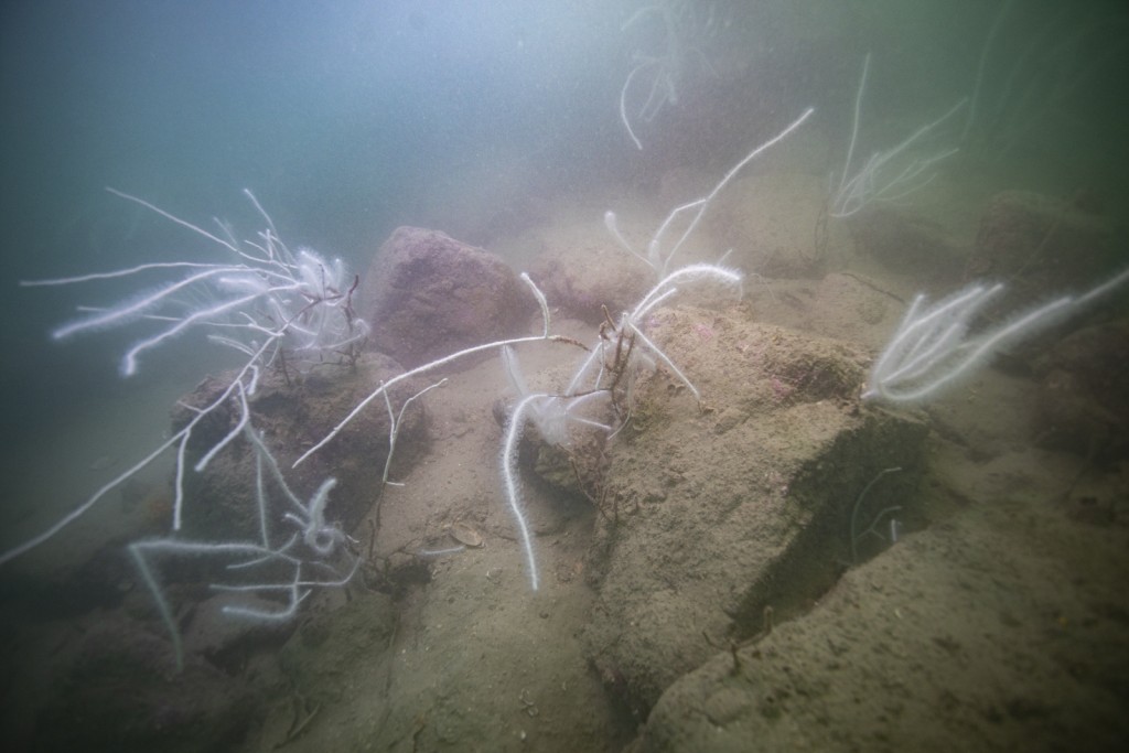 研究人員在調查海域觀察到一些標誌性的海洋生物。