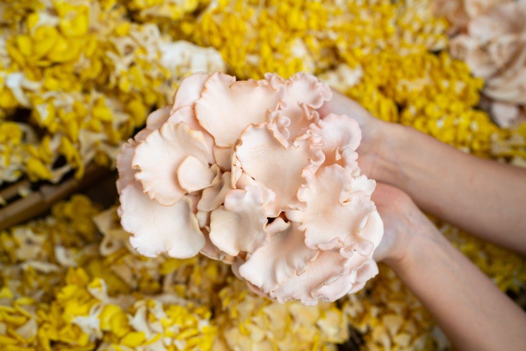 首度引入少女粉紅色玫瑰珊瑚菇