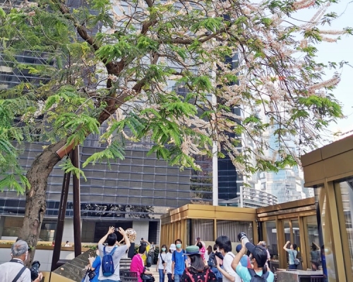 「節果決明」古樹開花，吸引不少市民湧來賞花拍照。
