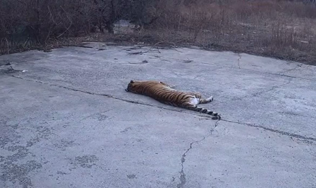 东北虎在吉林一村民家前睡觉。