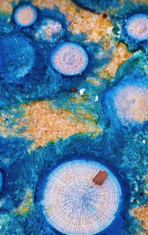 深圳大梅沙海灘近日出現有毒的銀幣水母。微博 深圳大梅沙海灘近日出現有毒的銀幣水母。微博