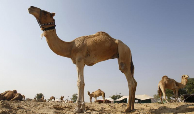 衞生防护中心呼吁市民避免接触骆驼。路透社资料图片