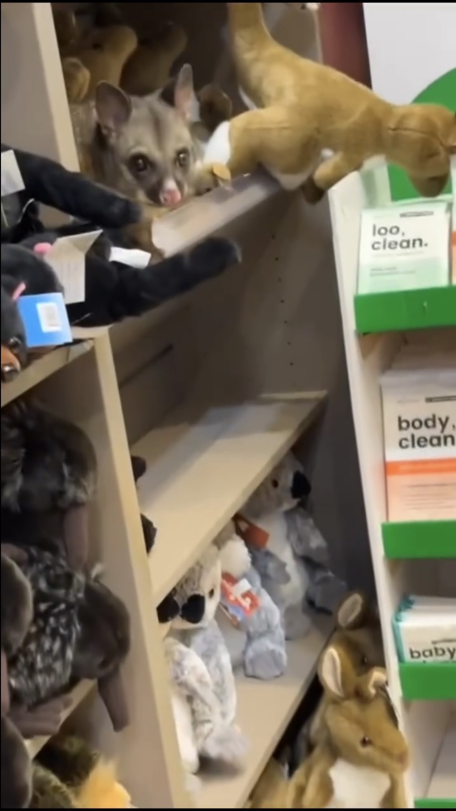 澳洲负鼠匿入货架扮毛公仔。 IG@hobart_airport