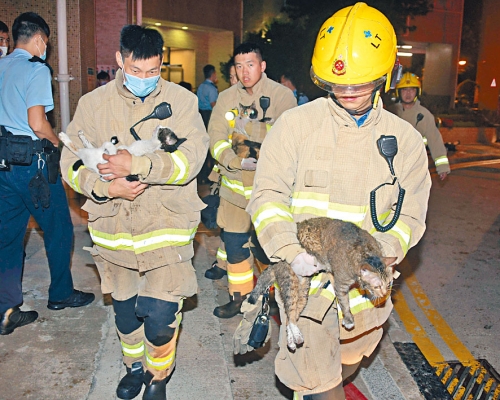 消防員在火場救出被困貓隻。