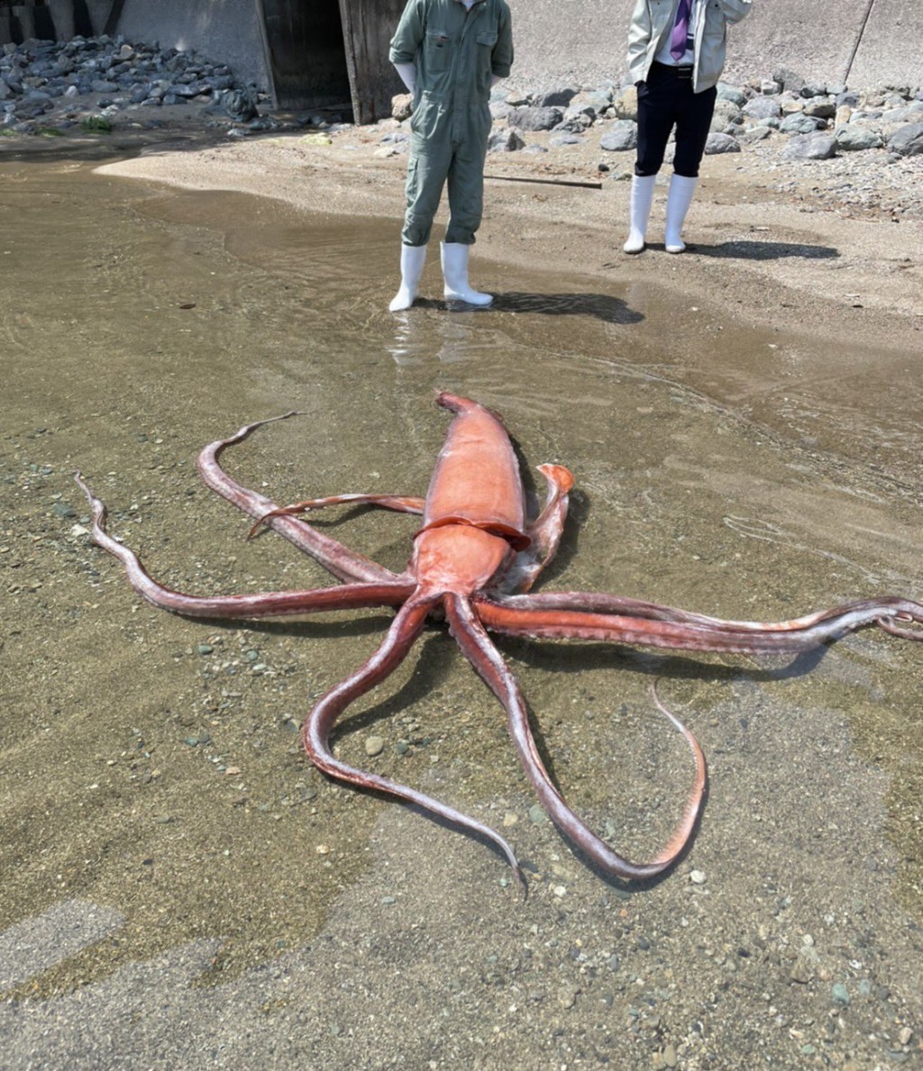 日本海灘驚現逾3米長「大王魷魚」。網圖