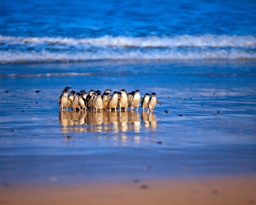 Phillip Island Nature Park FB图片