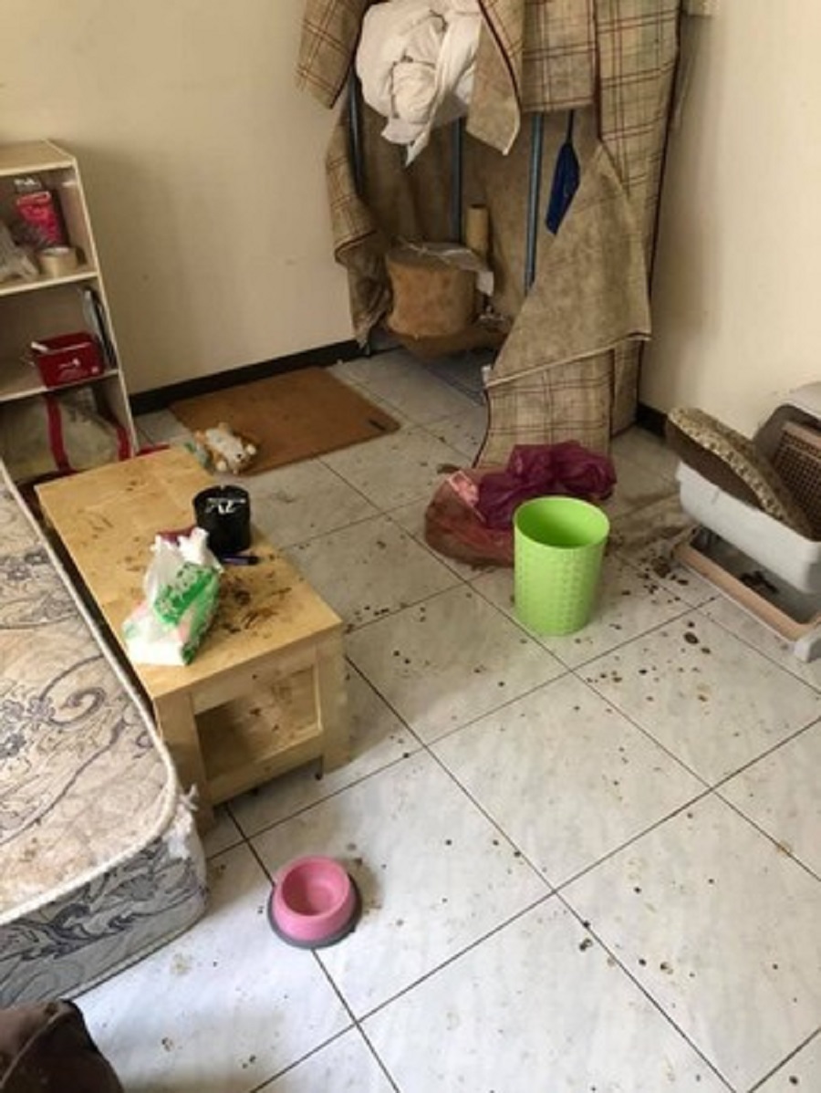 屋内都是垃圾和貓屎跳蚤。「爆怨公社」圖片