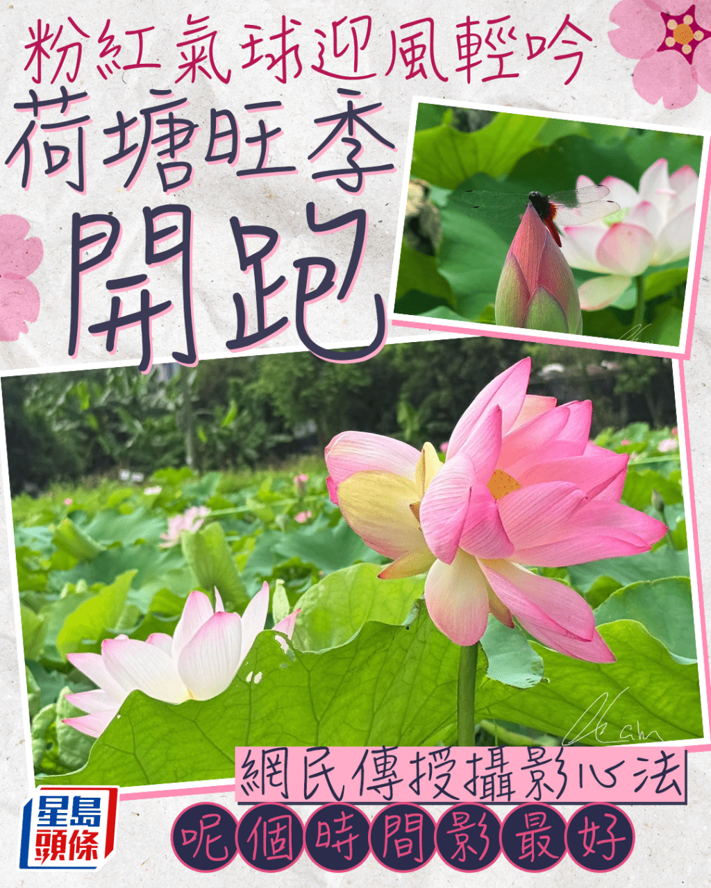 粉紅氣球迎風輕吟 荷塘旺季開跑 網民傳授攝影心法 呢個時間影最好 粉紅氣球迎風輕吟 荷塘旺季開跑 網民傳授攝影心法 呢個時間影最好
