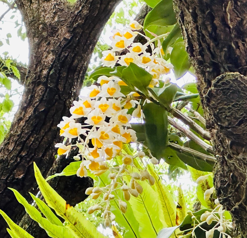 親子好去處嘉道里農場的石斛蘭已盛開,賞花是時候。(圖片授權:Facebook@Winnie Lam、IG@Winnie.lam.k.c) 親子好去處嘉道里農場的石斛蘭已盛開,賞花是時候。(圖片授權:Facebook@Winnie Lam、IG@Winnie.lam.k.c)