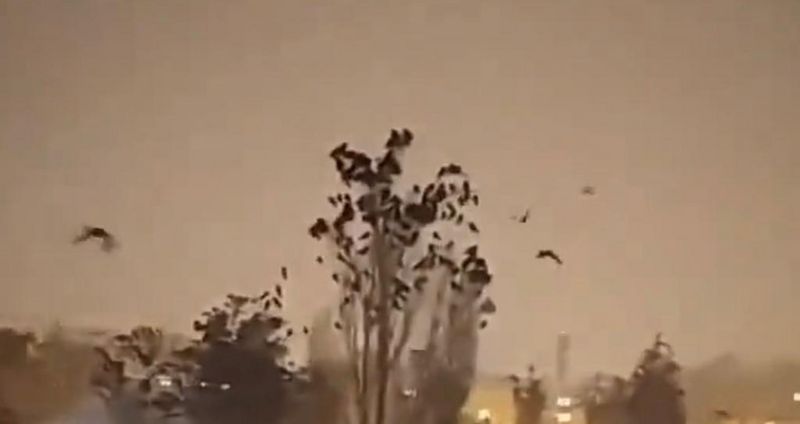 土耳其發生地震之前，也有網民發現有大量鳥兒聚集在一處大樹，引發地震徵兆猜測。