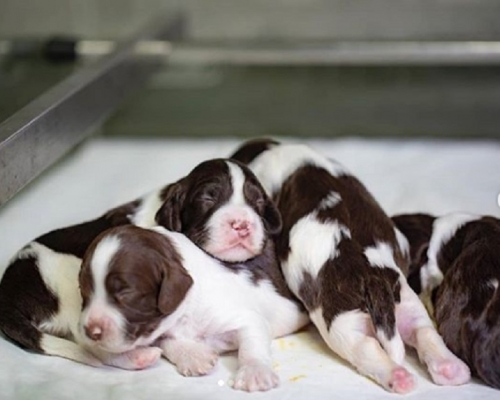 史賓格BB十分趣緻。警方圖片