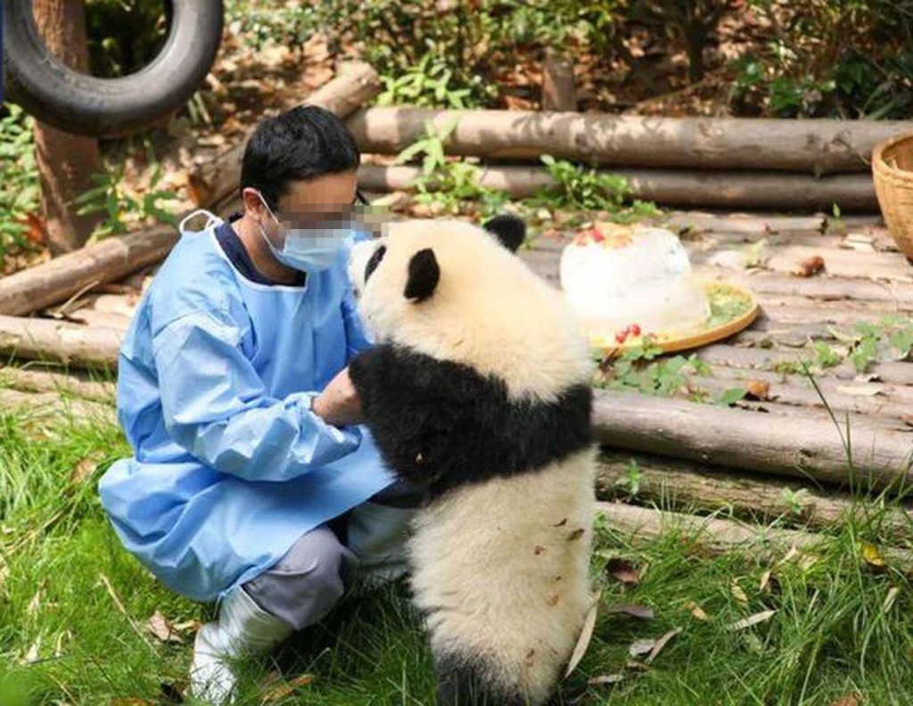 一名在港女生指控大熊猫饲养员骗色致怀孕。