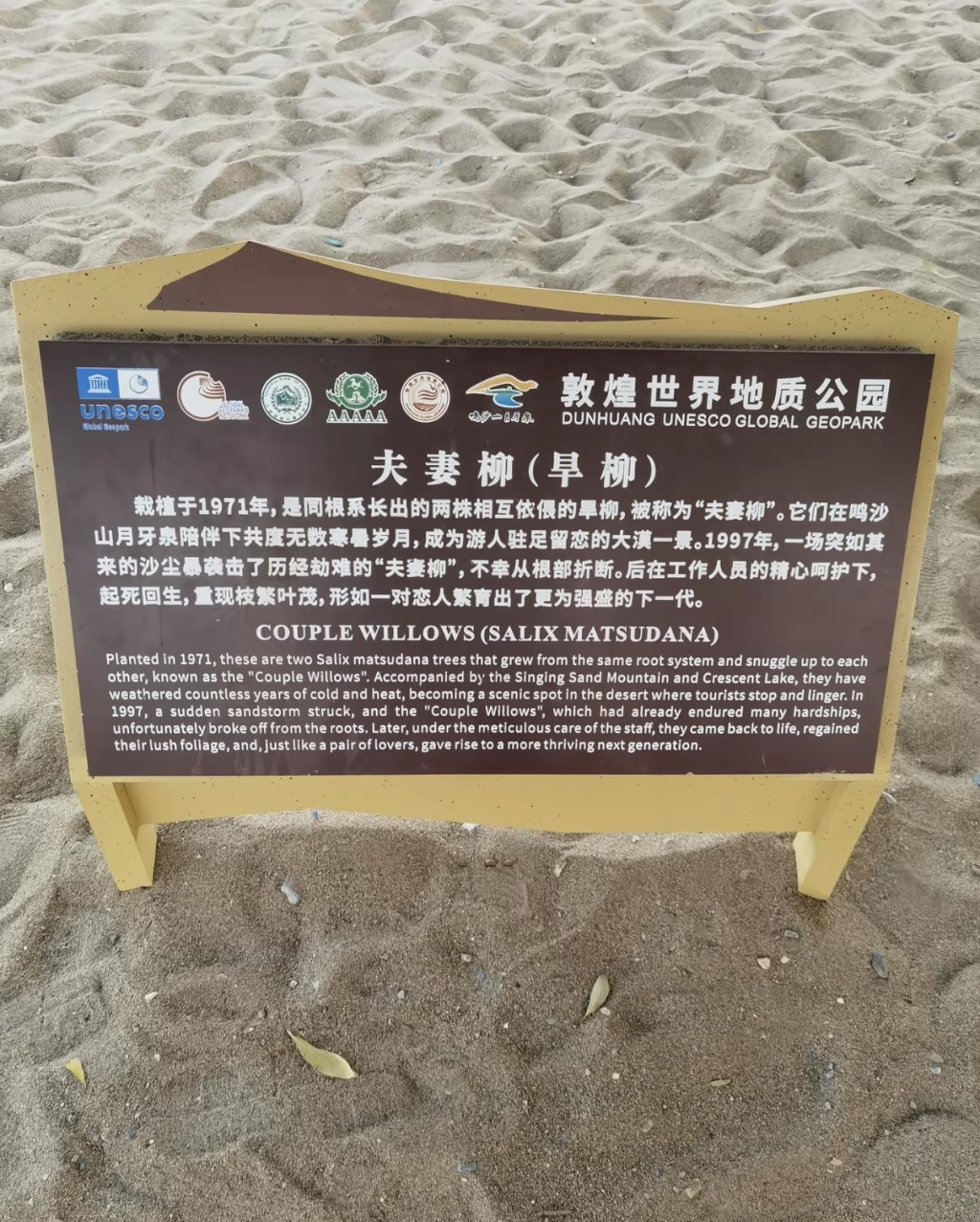 敦煌月牙泉「夫妻柳」遭吹斷。抖音@天氣晴.