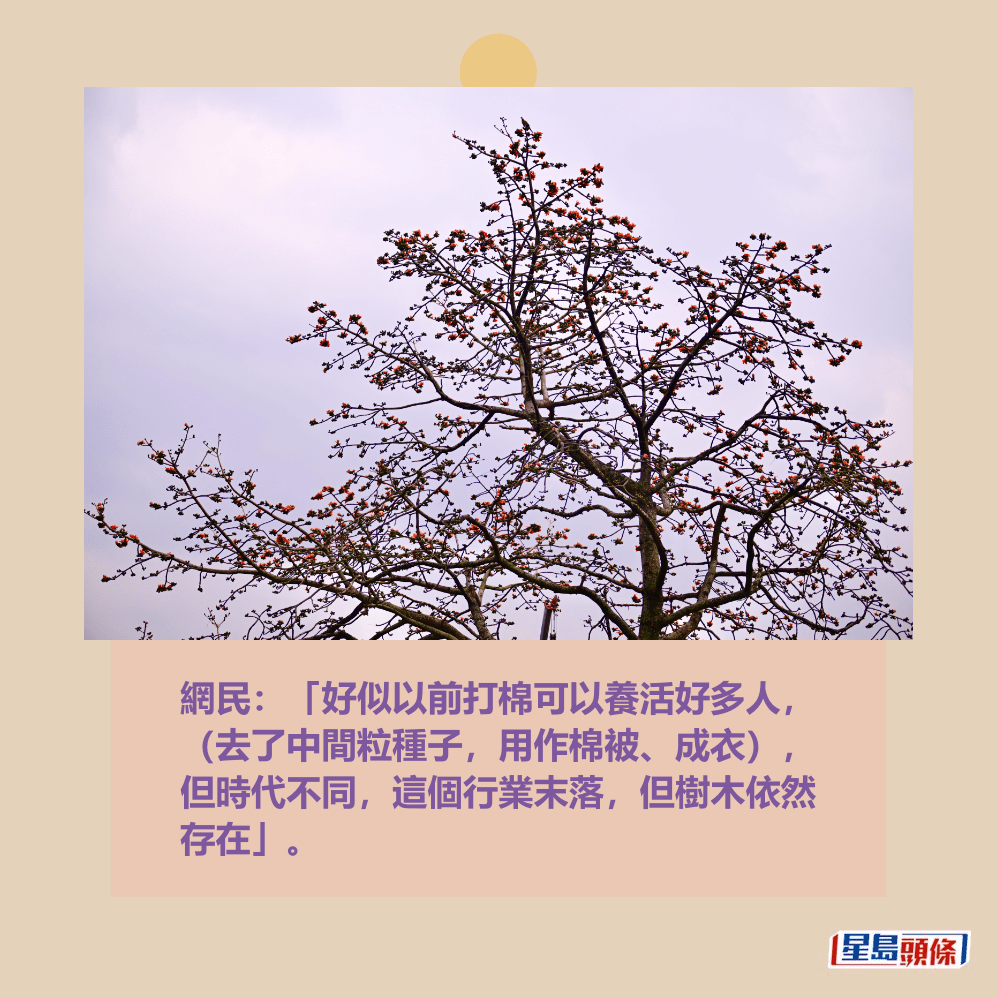 網民:「好似以前打棉可以養活好多人, (去了中間粒種子,用作棉被、成衣), 但時代不同,這個行業末落,但樹木依然 存在」。資料圖片 網民:「好似以前打棉可以養活好多人, (去了中間粒種子,用作棉被、成衣), 但時代不同,這個行業末落,但樹木依然 存在」。資料圖片