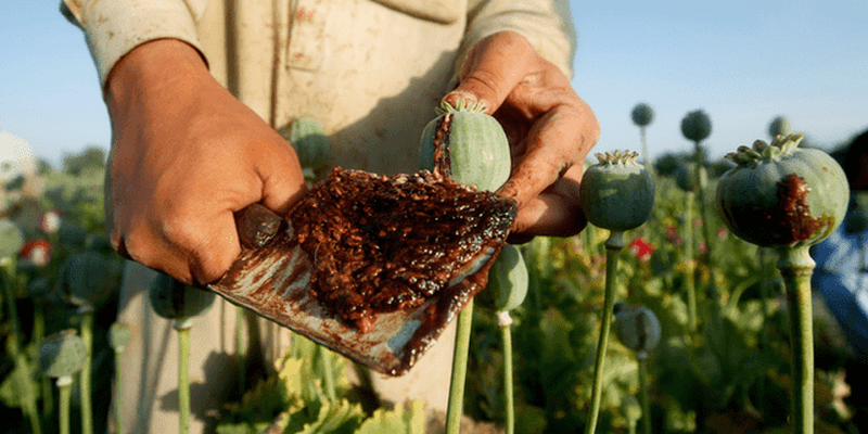 種植、販賣、食用罌粟均屬違法行為。