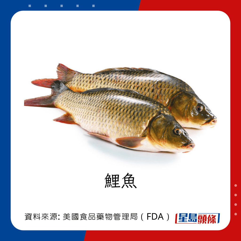 魚類水銀｜水銀含量中等的魚類：鯉魚