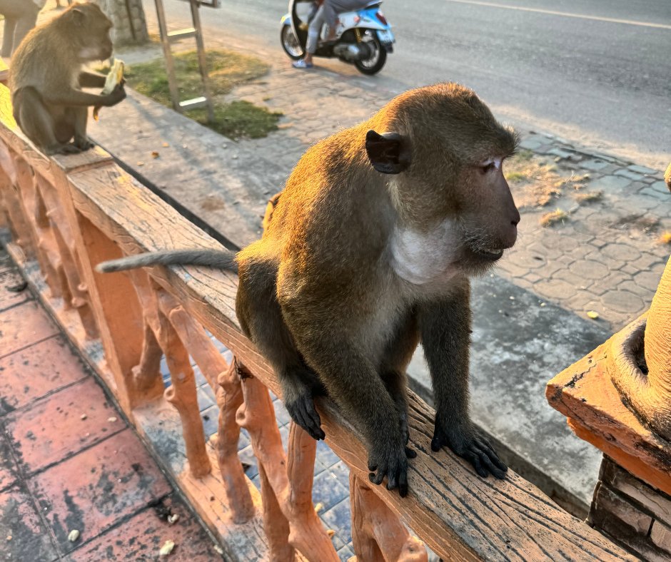 有美國水兵在布吉島突遭猴子抓傷。X@pizzintwatch