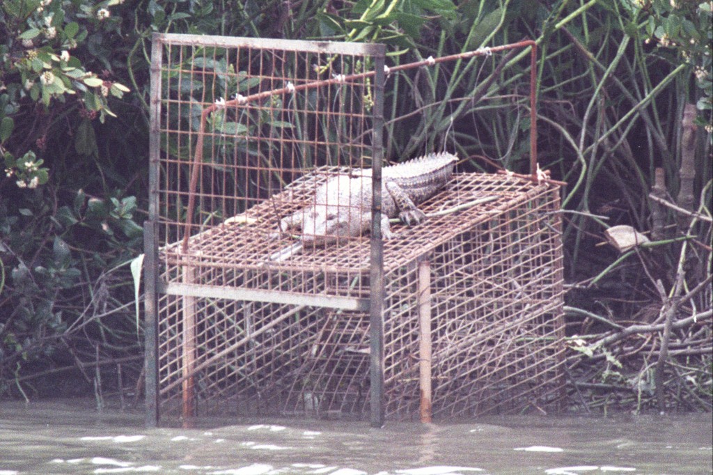 攝於2004年4月7日的小灣鱷「貝貝」。資料圖片