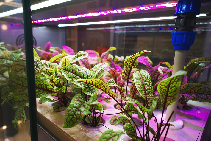 Interval | Farmacy就與本地城市農業科技公司水耕細作Farmacy HK合作推行「Farm to Table」,在店內闢出400呎設置室內農場。 Interval | Farmacy就與本地城市農業科技公司水耕細作Farmacy HK合作推行「Farm to Table」,在店內闢出400呎設置室內農場。