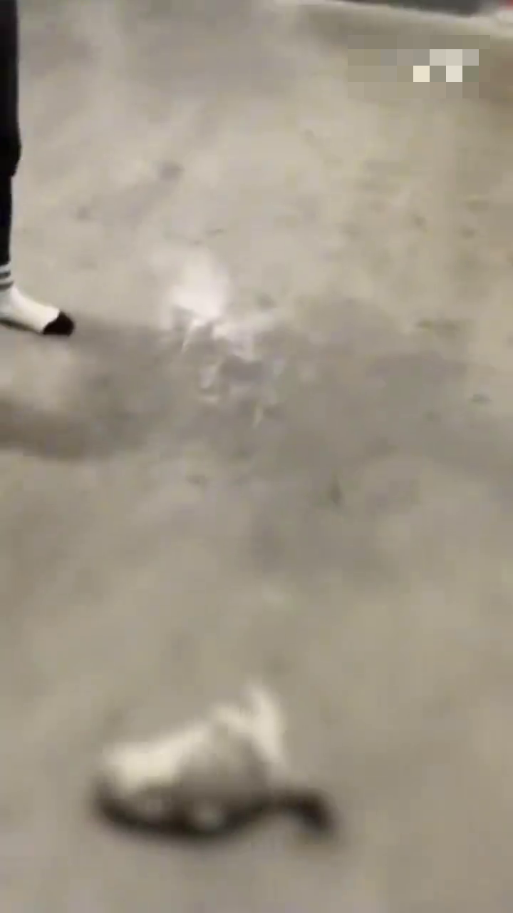 冷血教官再次將貓摔落地。 網片截圖 冷血教官再次將貓摔落地。 網片截圖