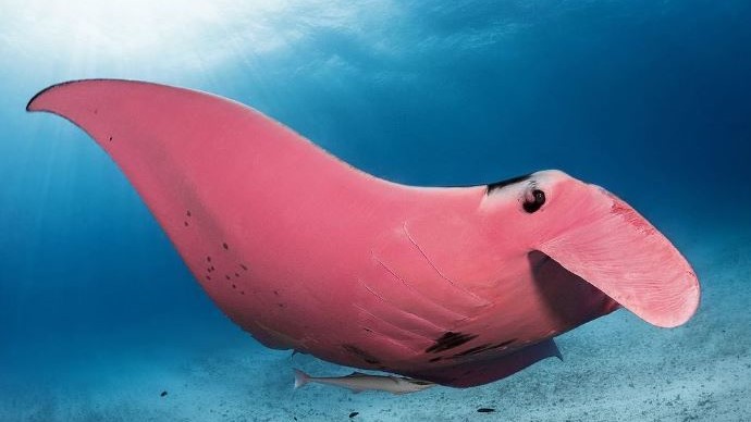 激罕｜澳洲攝影師意外拍到「粉紅」魔鬼魚　專家驚：全球唯一