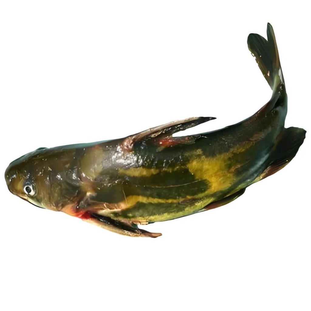 黃辣丁魚背鯺有明顯硬刺。小紅書 黃辣丁魚背鯺有明顯硬刺。小紅書